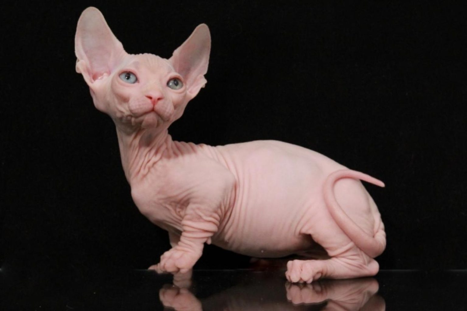 9 races de chats sans poils