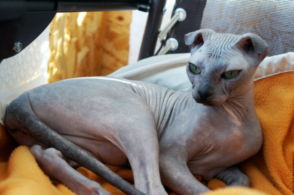 Levkoy ukrainien un chat sans poils