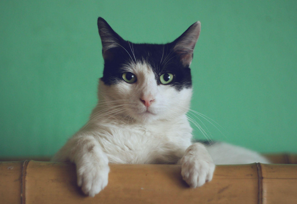 convaincre ses parents ou son partenaire d’adopter un chat. chat noir et blanc