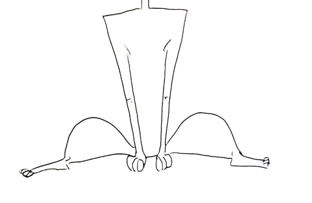 dessin facile le corps du chat