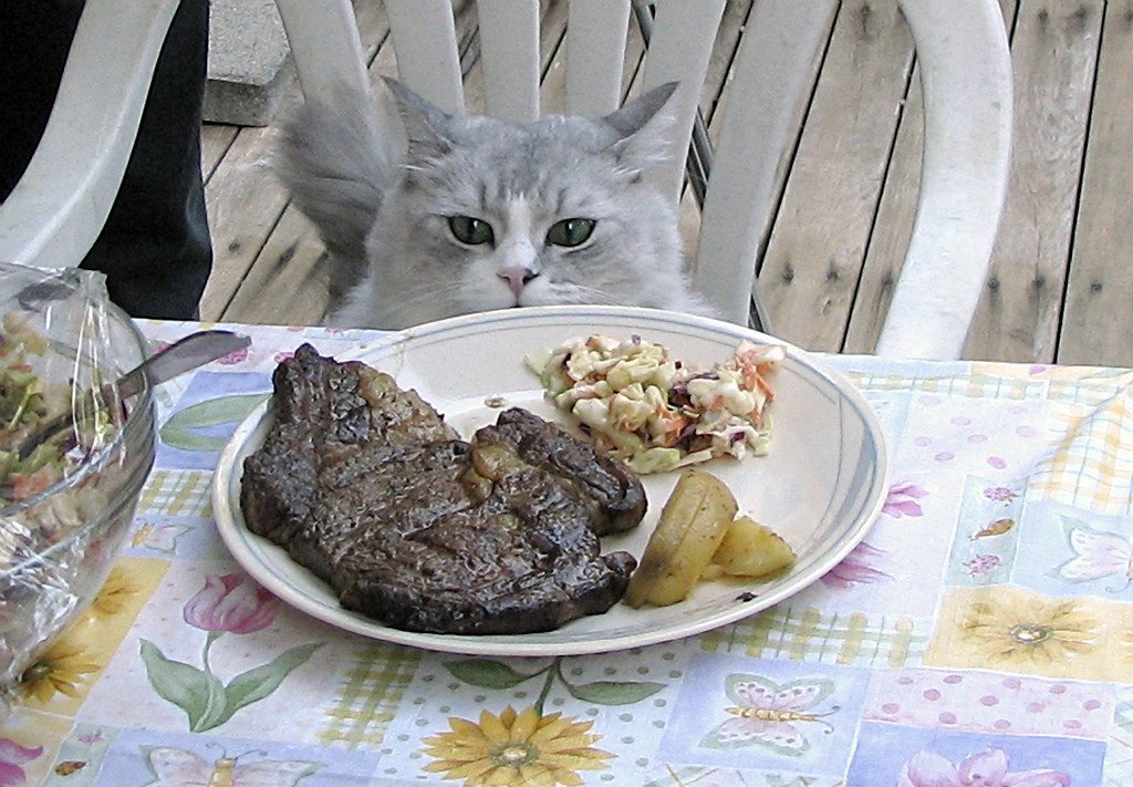 chat devant une assiette de viande