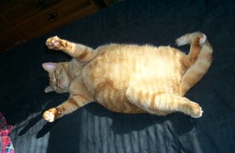 gros chat sur le dos