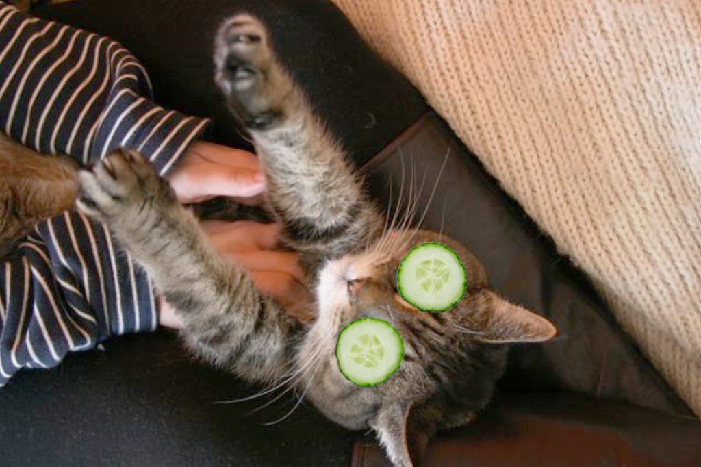 Massage pour chat avec concombre