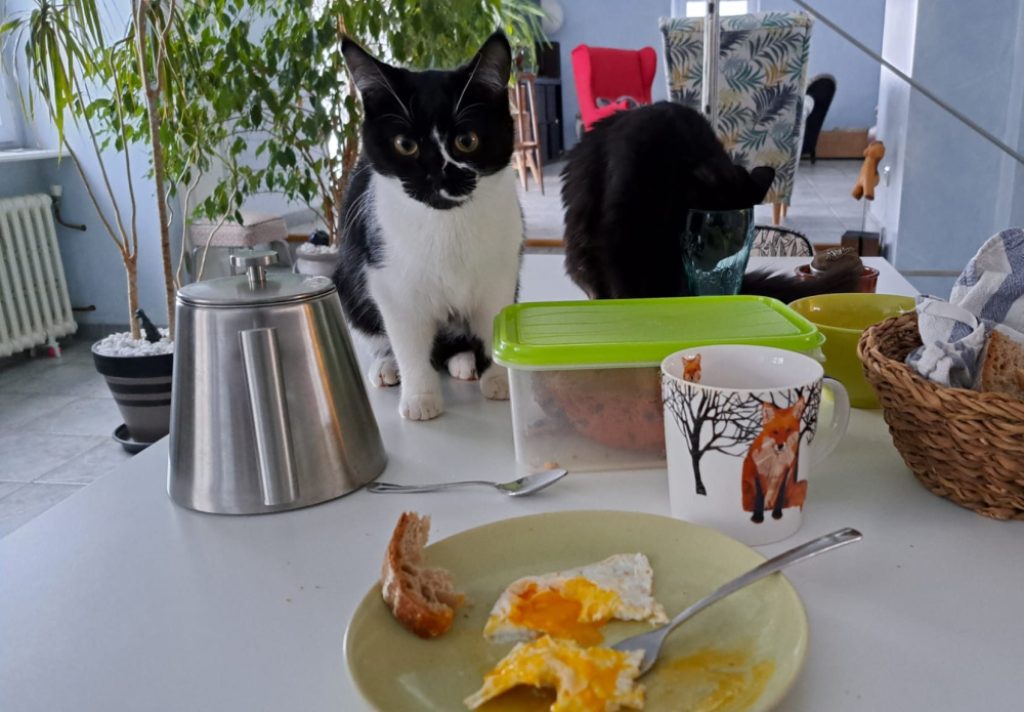 chat noir et blanc à table ©