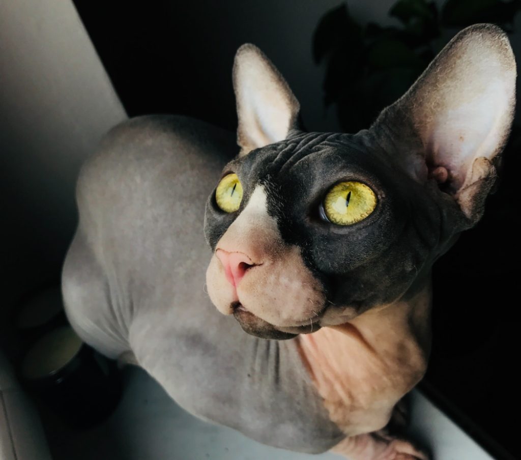 chat sans poils sphinx
