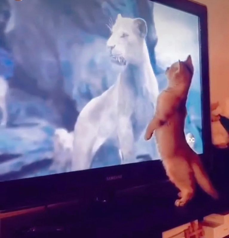 occuper un chat avec la télé