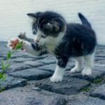 Plantes non toxiques pour les chats.