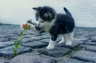 Plantes non toxiques pour les chats