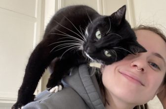 entrainer un chat sur épaule.