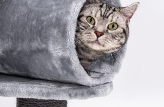 arbre à chat tunnel
