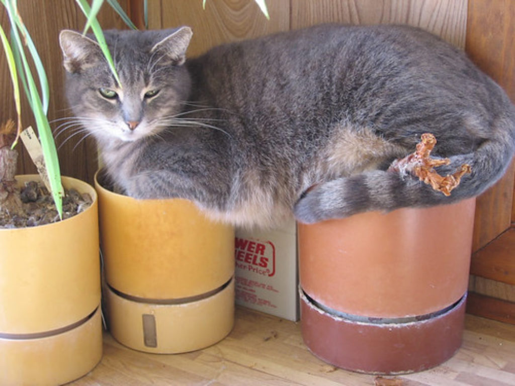 chat dans pot de fleur
