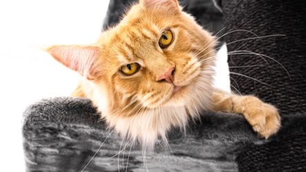 Arbre à chat Maine Coon XXL
